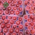 porcelaine rouge délicieux pomme délicieuses pommes fuji